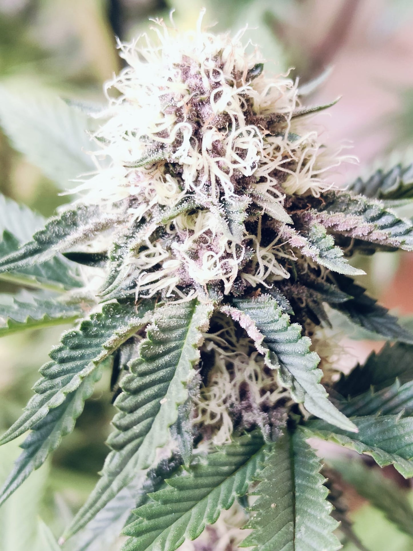 Tropicana Pie Hanfsamen